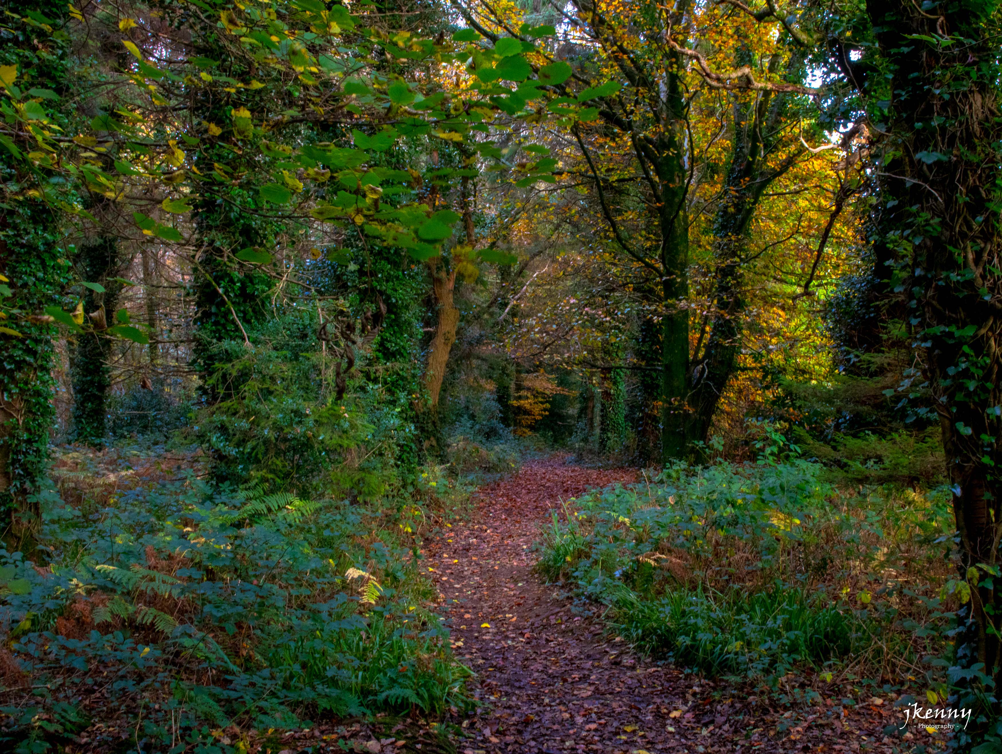 A path in the forest.