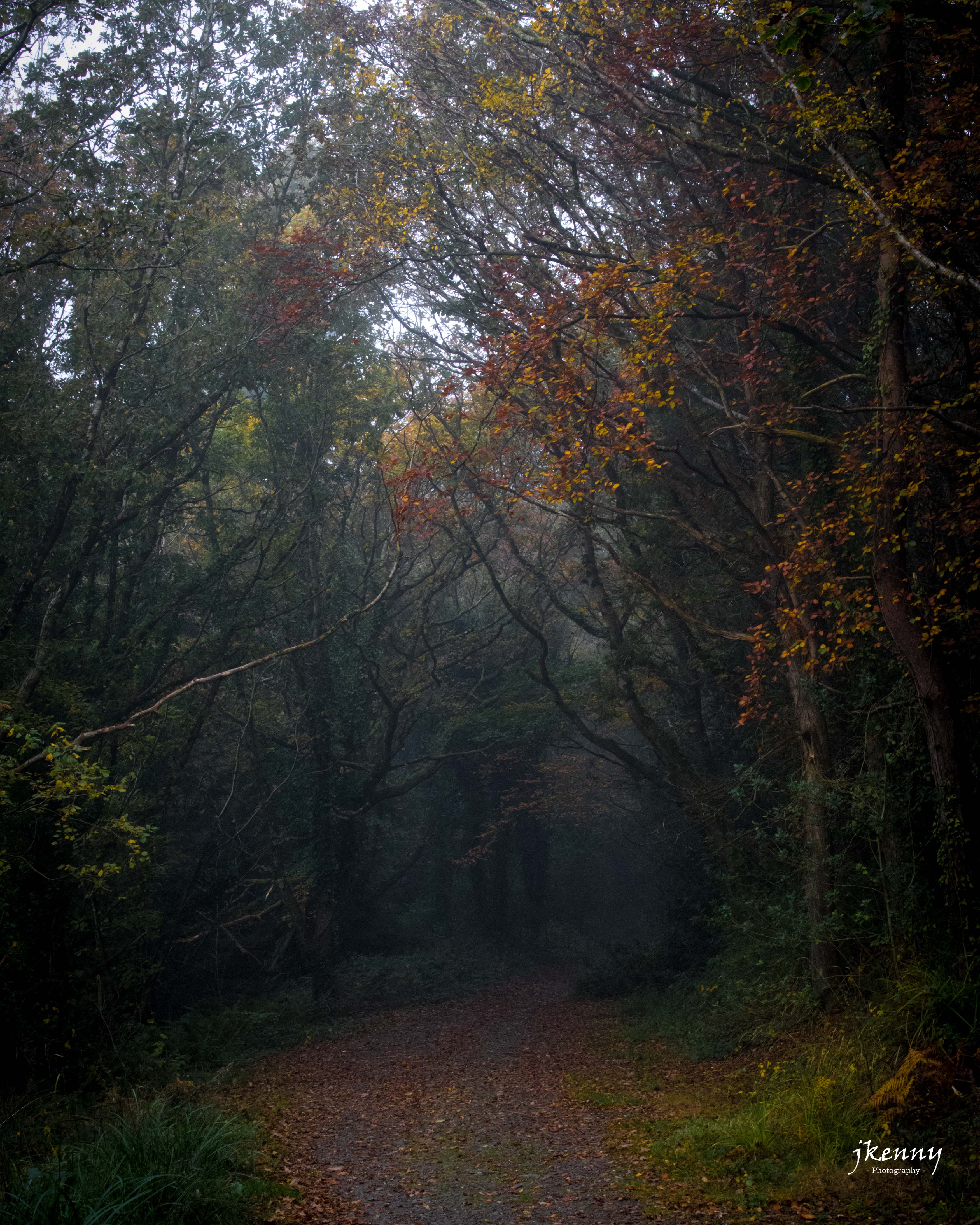 The path into the forest.