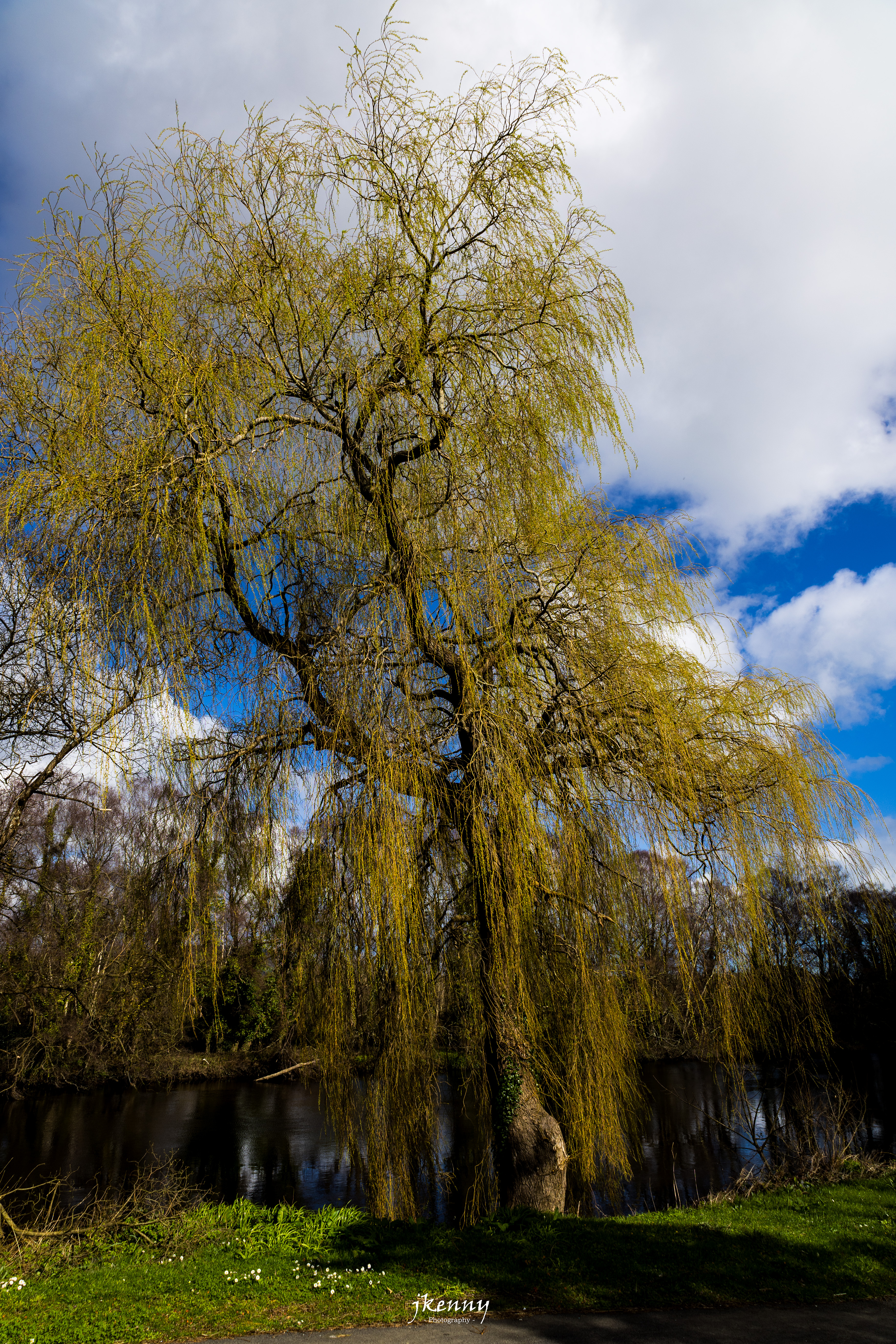 The willow along the river.