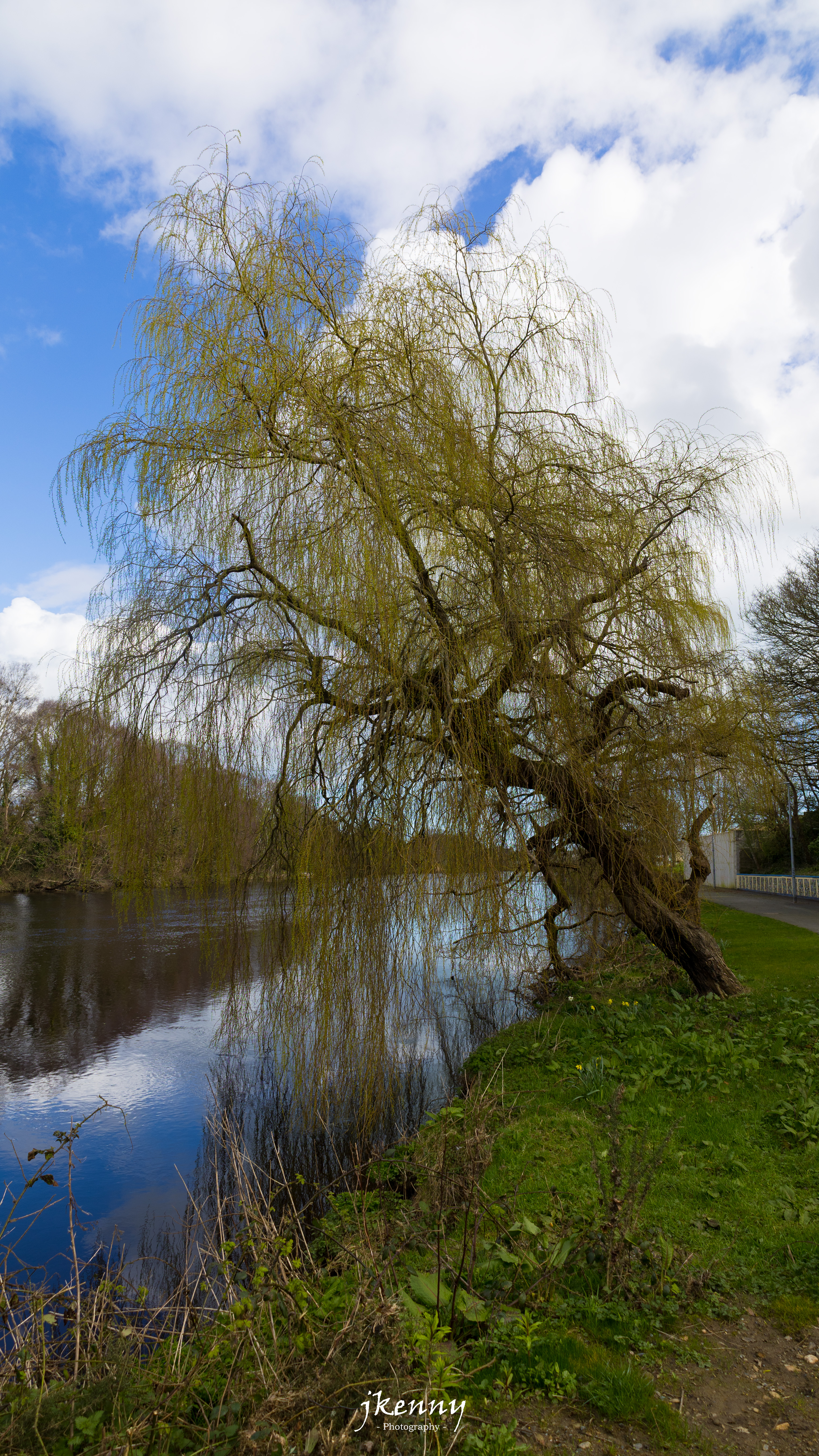 The willows along the river.