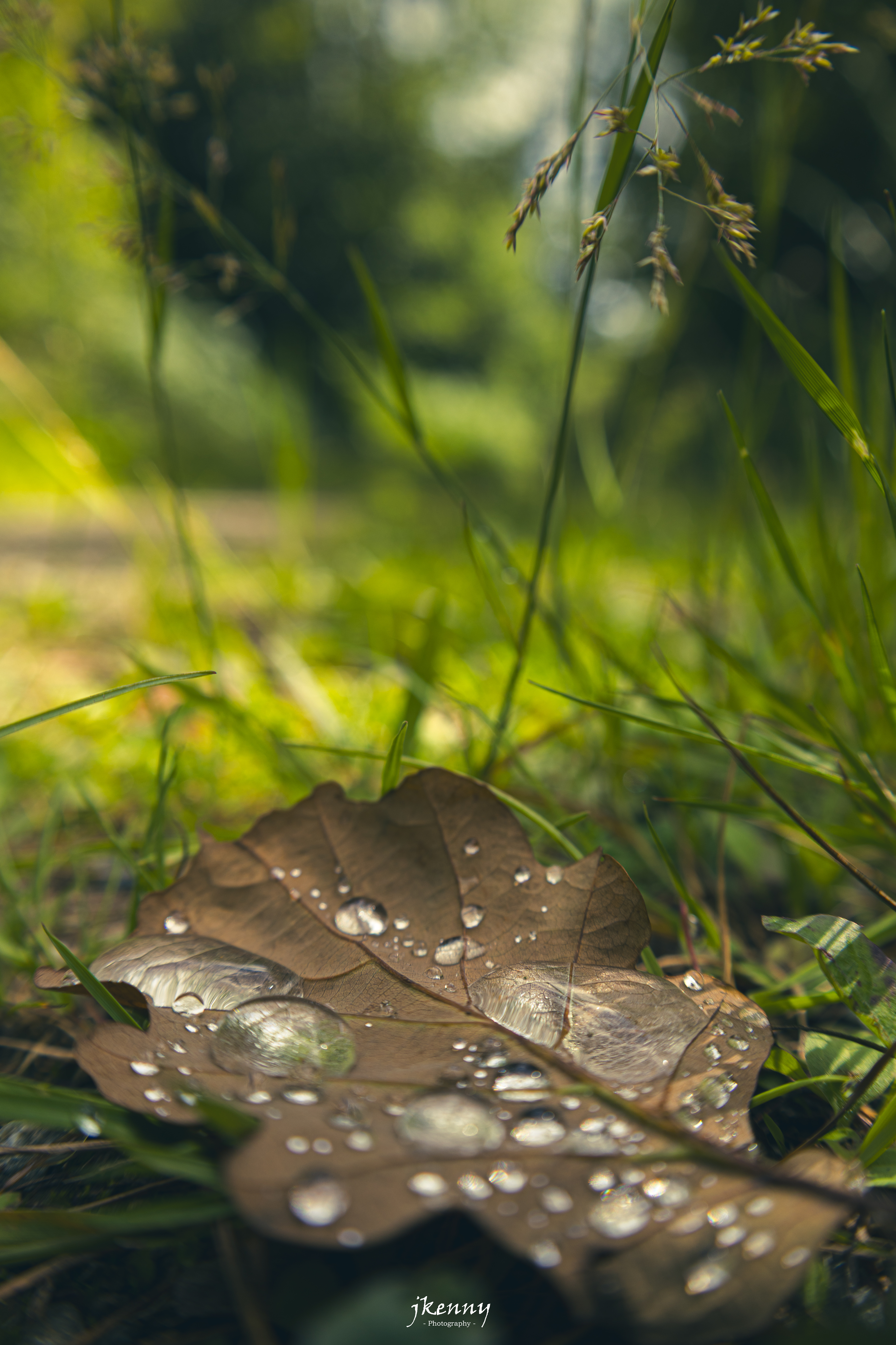 Raindrops in the forest.