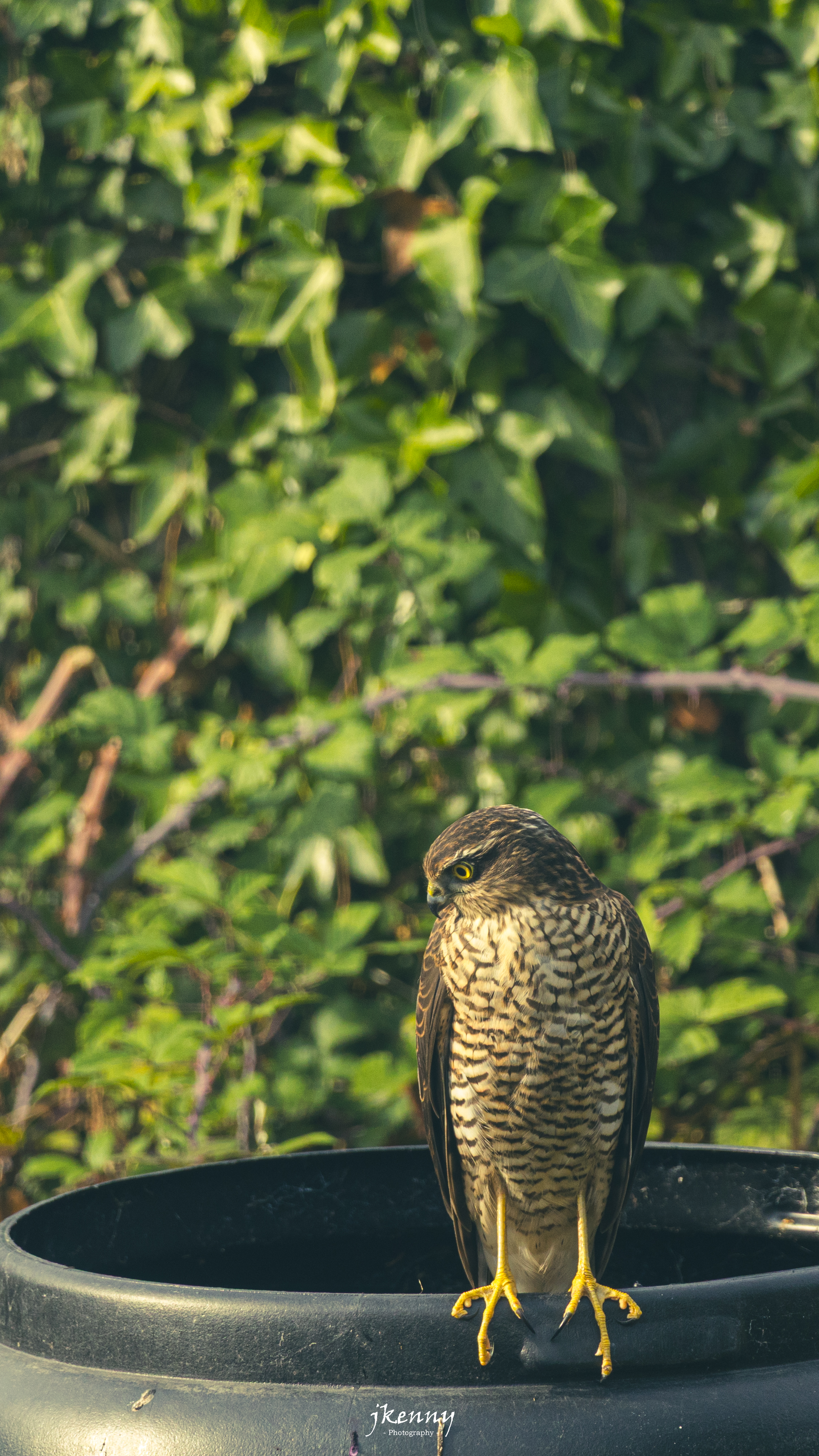 Sparrow Hawk
